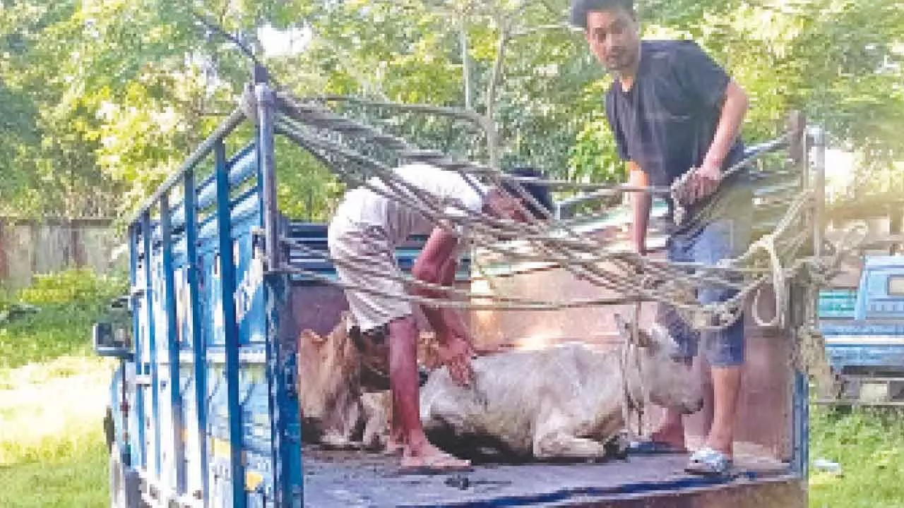 4 held in cattle theft case after encounter 4 held in cattle theft case after encounter