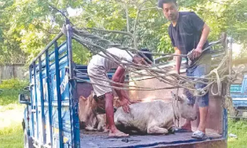 4 held in cattle theft case after encounter