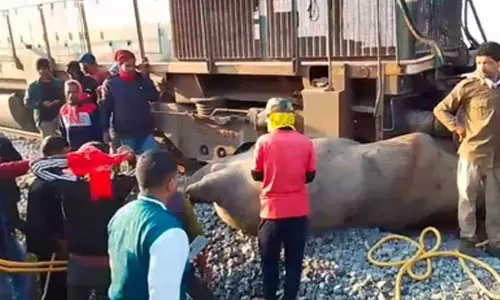 Train services disrupted in Assam after Rajdhani Express hits and kills seven elephants