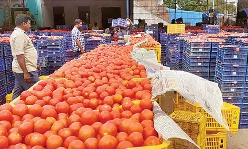 Off-season shortage pushes up tomato prices Off-season shortage pushes up tomato prices