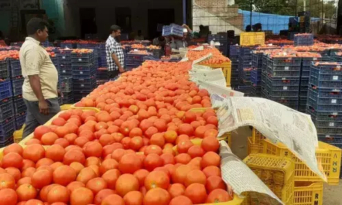 Off-season shortage pushes up tomato prices