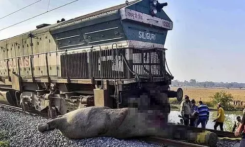 Rajdhani Exp mows down 7 elephants