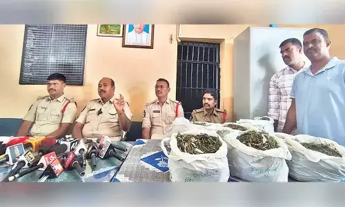 Dried ganja, 300 ganja plants seized in Alur
