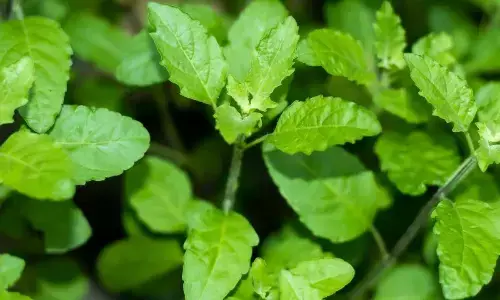 Tulsi Leaves: Why Faith and Science Say Chewing Them Isn’t Ideal