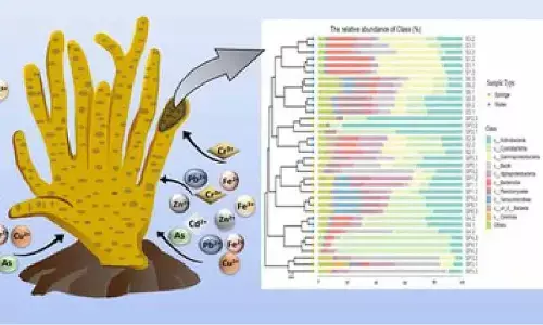 Study shows how freshwater sponge-associated microbes can tackle metal pollution