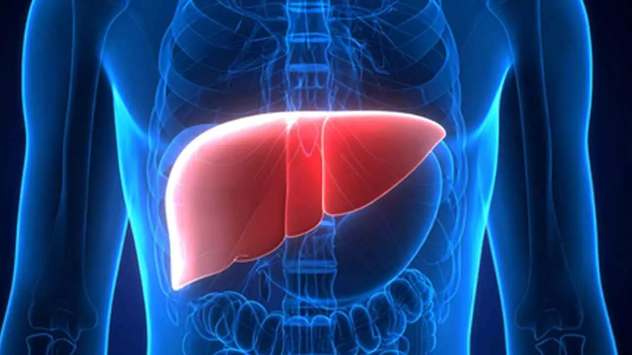 New Monoclonal Antibody Shows Promise for Rare Liver Disease PSC