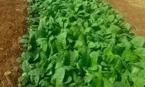 SARAS expo from Jan 3