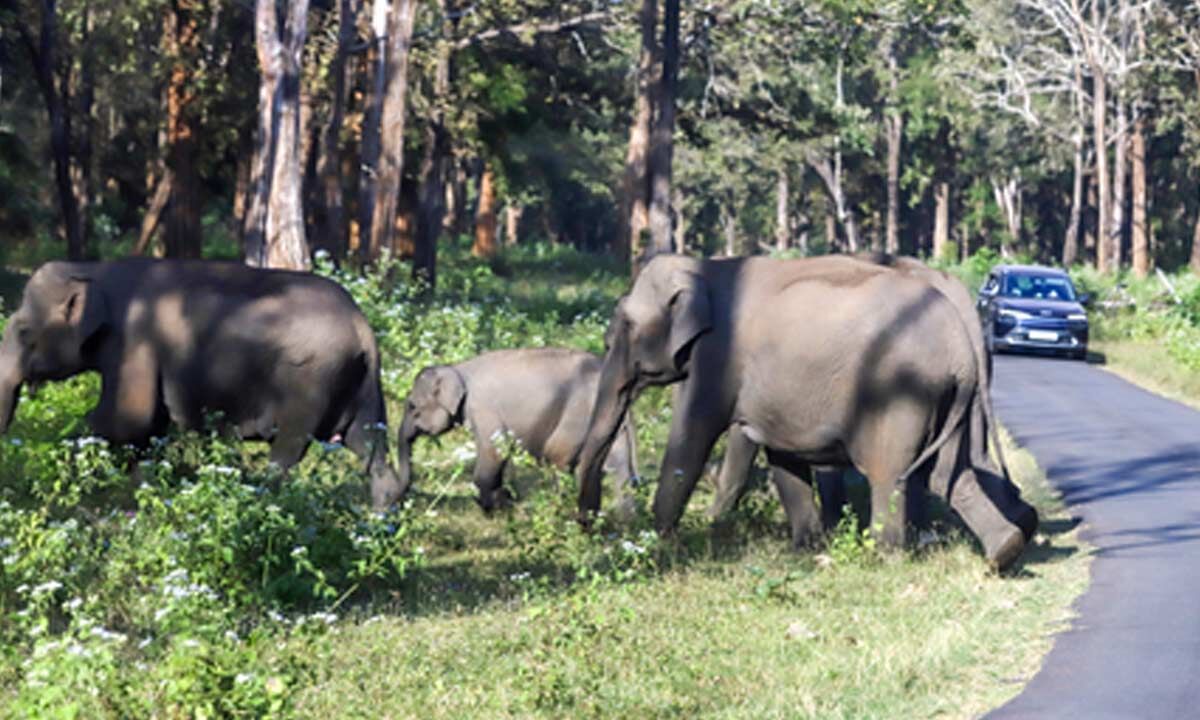 Elephants Disrupt Traffic in Jharkhand