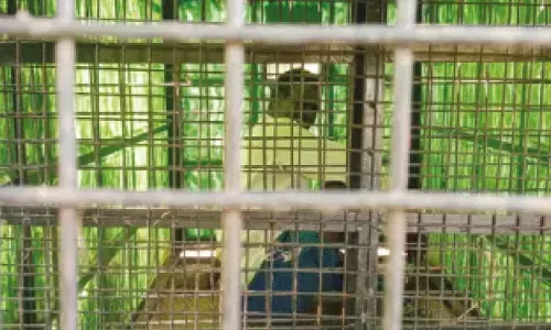 Curiosity turns costly: Farmer trapped in leopard cage for four hours