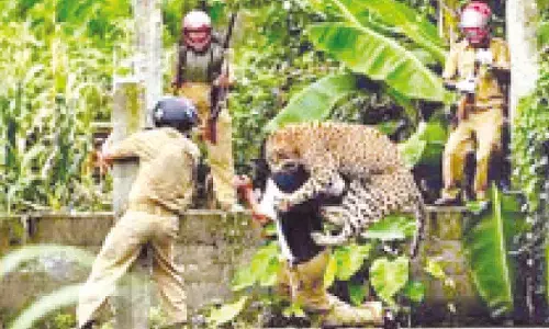 Leopard runs riot in Himachal villages; kills one, injures nine