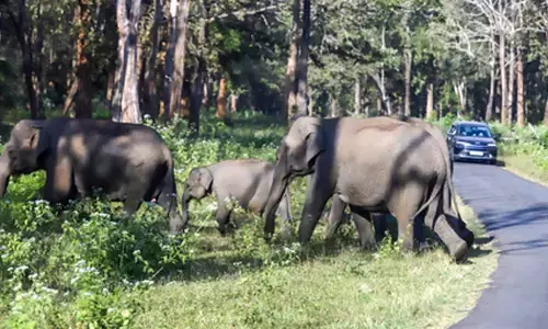Jharkhand: 18 local trains cancelled, road traffic disrupted due to elephant movement