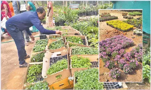 Now dull-looking plants can be swapped for fresh ones!