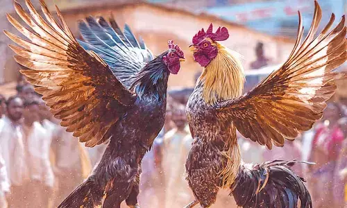 Godavari-style cockfights spread to Vijayawada with political backing