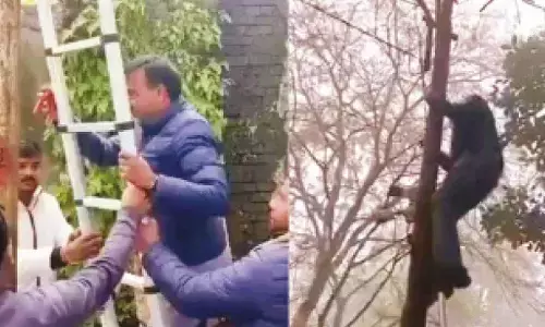 Cong MLA climbs poles, cuts electricity to officials’ houses