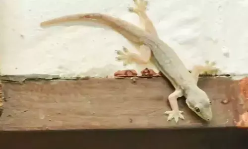 Keep Lizards Out Naturally: Five Fragrant Plants That Protect Your Home