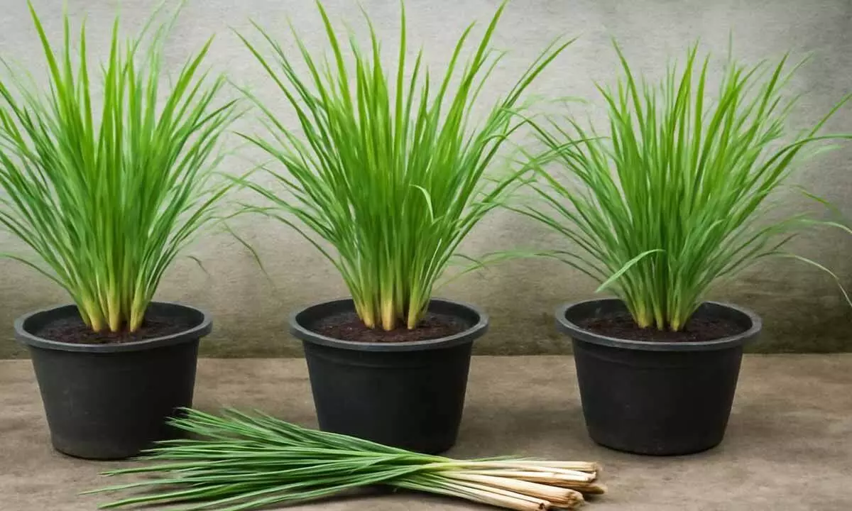 Ring In the New Year With the Refreshing Calm of Lemongrass Ring In the New Year With the Refreshing Calm of Lemongrass