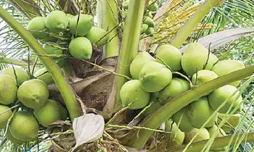 Naidu seeks Rs. 200-cr Central aid to revamp coconut sector Naidu seeks Rs. 200-cr Central aid to revamp coconut sector