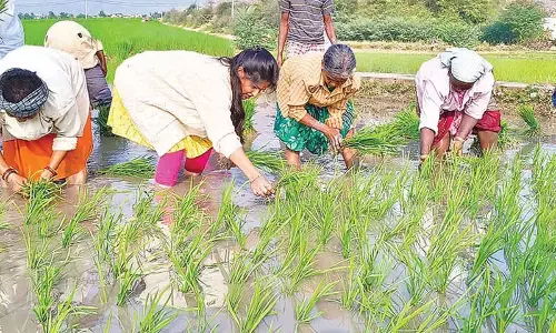 MLA Sravani interacts with farmers at Singanamala