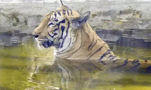 Tigress translocated from MP to Ramgarh Vishdhari forest