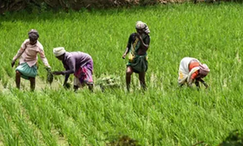 TN farmers seek extension of Mettur water release as Samba crop faces delay