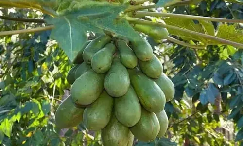 Balcony to Bowl: How to Grow Papaya at Home in a Pot
