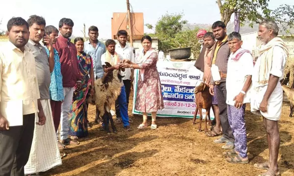 6,930 Sheep and 684 Goats Administered Deworming Medicines - Veterinary Officer Dr. Kalpana 6,930 Sheep and 684 Goats Administered Deworming Medicines - Veterinary Officer Dr. Kalpana