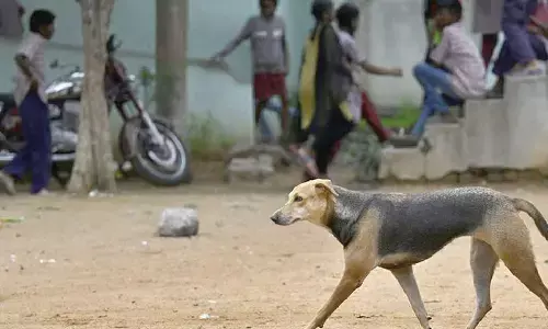 Teachers to be named nodal officers in stray dog cases; associations object
