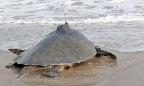 Satellite tagging to study Olive Ridley turtles’ movement