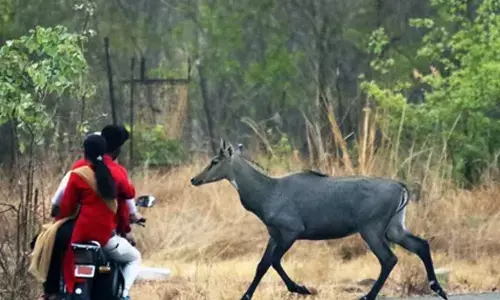 Bihar: Panic grips villages as tiger kills nilgai in Bettiah sugarcane field
