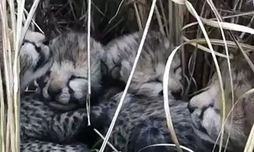 Animal welfare group rescues leopard cubs on Bengaluru outskirts