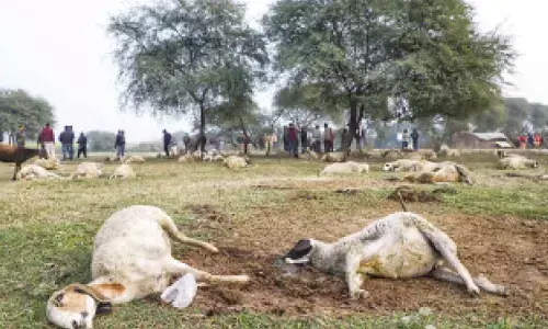 170 sheep mysteriously die in Lucknow, CM orders probe