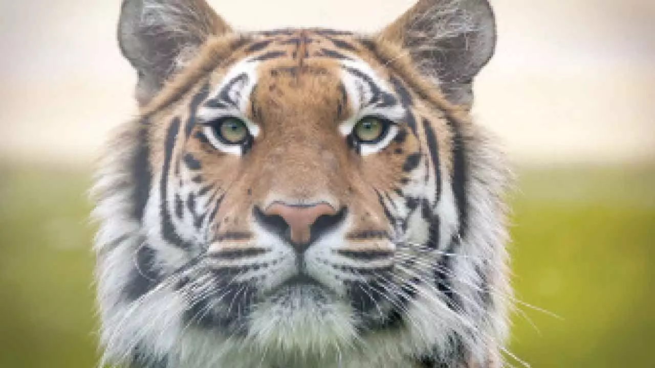 Adult male tiger captured, search continues for tigress and four cubs Adult male tiger captured, search continues for tigress and four cubs