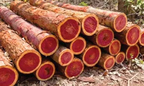 Rs 45 lakh ABS boost for red sanders farmers in state