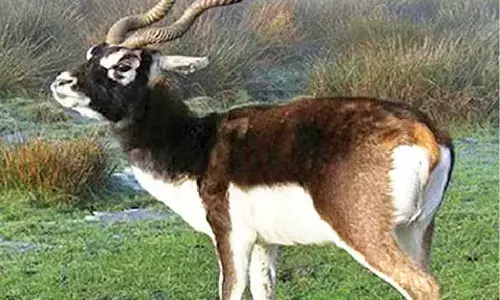 Man held for killing blackbuck Man held for killing blackbuck