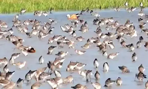 Migratory birds arriving in Bhitarkanika Migratory birds arriving in Bhitarkanika