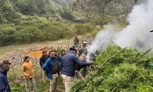 Security forces destroy ganja plants valued at Rs 108 crore in Tripura Security forces destroy ganja plants valued at Rs 108 crore in Tripura