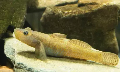 Goby fish recorded in Indian waters Goby fish recorded in Indian waters