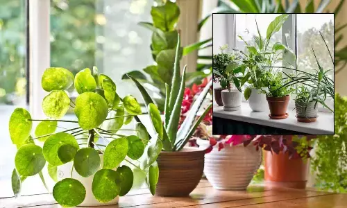 Seven Easy Plants to Grow This Winter at Home