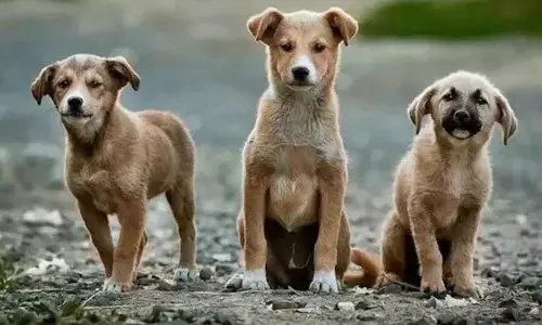 Toddler mauled by stray dogs, hospitalised