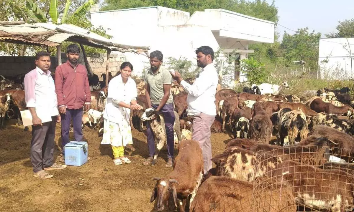 Amma Thalli Vaccination Programme Strengthens Sheep Immunity Amma Thalli Vaccination Programme Strengthens Sheep Immunity