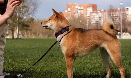 Preventing Dog Bites: Training, Socialization, and Challenging Breed Myths