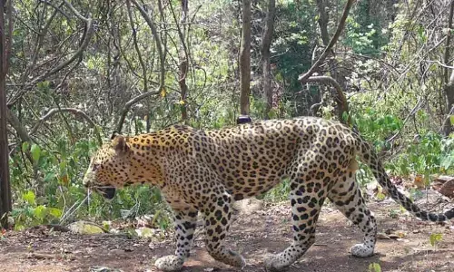 Leopard Sighting on Srivari Mettu Footpath Causes Concern Among Devotees Leopard Sighting on Srivari Mettu Footpath Causes Concern Among Devotees