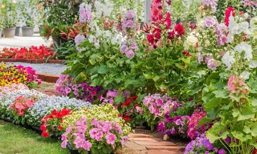 January Sowing for a Colourful Summer Garden