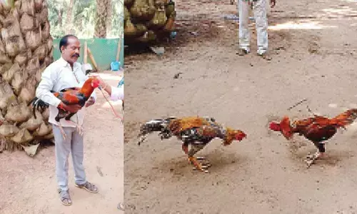 Sankranti Special Cockfights… Telangana roosters rule the roost in AP