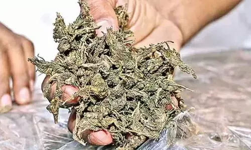 Customs seize Rs 12.95 cr hydroponic ganja at airport Customs seize Rs 12.95 cr hydroponic ganja at airport