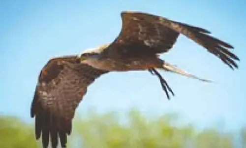 1,270 kg chicken meat feed plan to keep skies black kite-free for R-Day air show