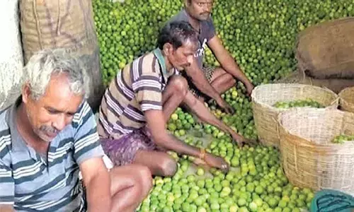 Water scarcity and price crash forcing lemon farmers to switch profession