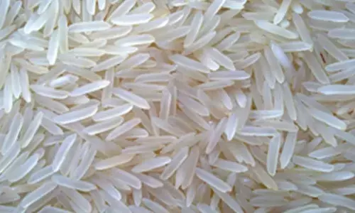 India’s rice exports jump 19.4 pc after curbs lifted