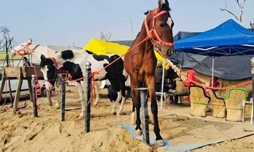 Punjab to hold cattle, horse fair to mark Maghi festival