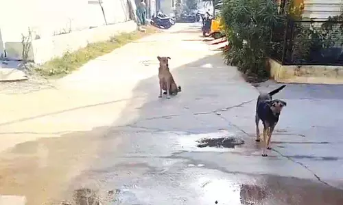 Bandlaguda residents grapple with growing stray dog menace